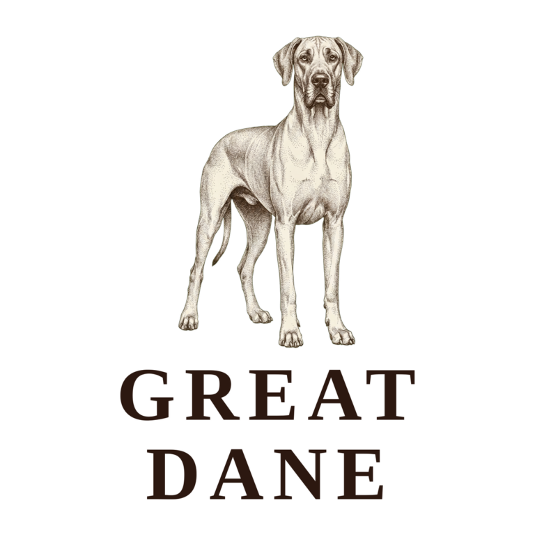 Great Dane vintage illustration dog breed art