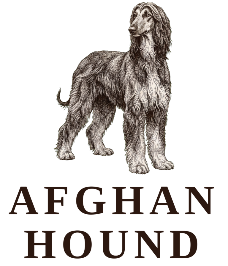 Afghan Hound vintage sketch illustration