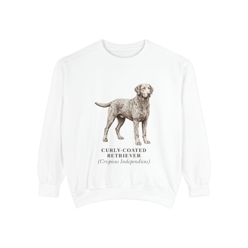 Curly-Coated Retriever Latin Sweatshirt, White, front view