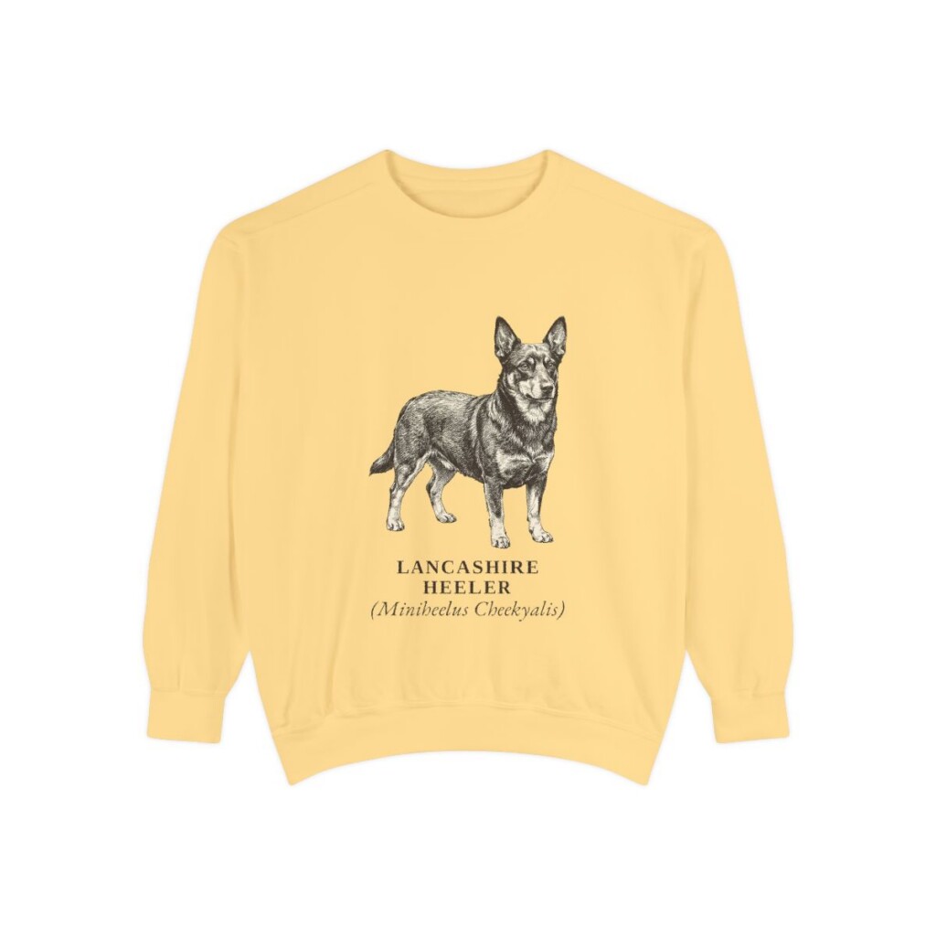 lancashire-heeler-sweatshirt-latin-butter-1 Lancashire Heeler Latin Sweatshirt, Butter, front view