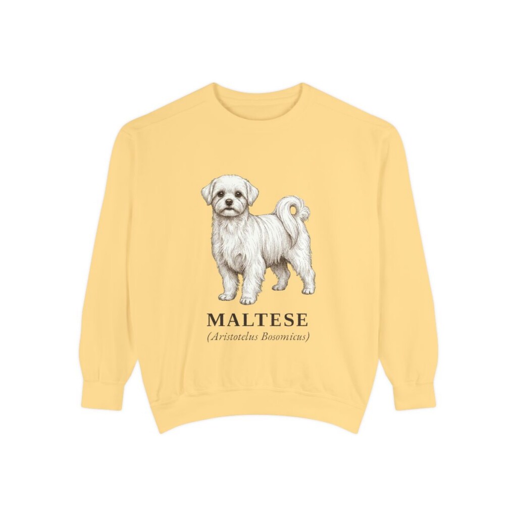maltese-sweatshirt-latin-butter Maltese Latin Sweatshirt, Butter, front view