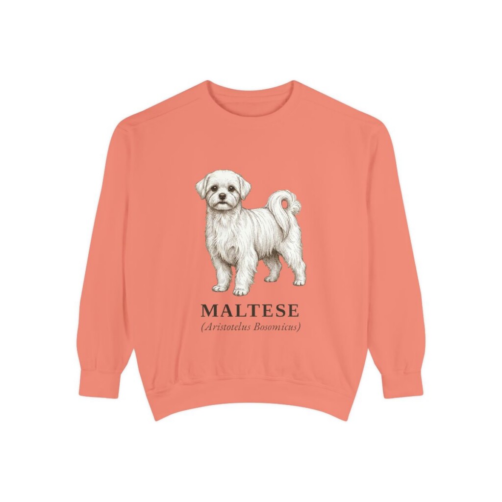maltese-sweatshirt-latin-terracotta Maltese Latin Sweatshirt, Terracotta, front view