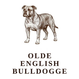 Olde English Bulldogge vintage illustration dog breed art