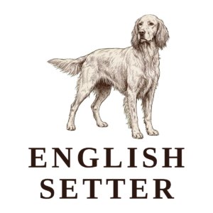English Setter vintage illustration dog breed art